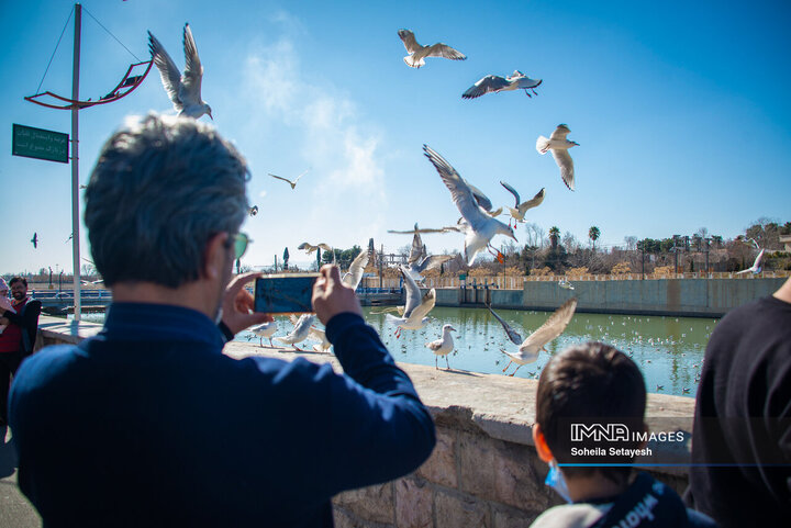 پرندگان مهاجر میهمان این روزهای شیراز