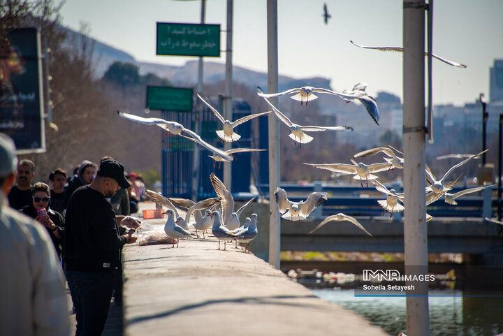 پرندگان مهاجر میهمان این روزهای شیراز