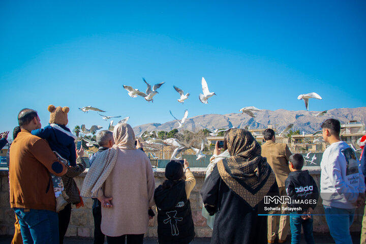 پرندگان مهاجر میهمان این روزهای شیراز