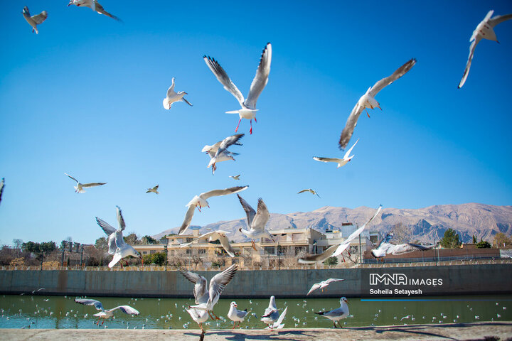 پرندگان مهاجر میهمان این روزهای شیراز