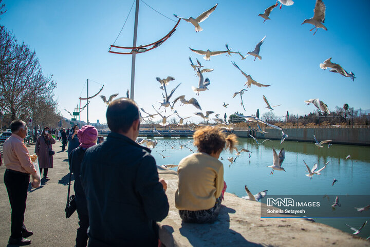 پرندگان مهاجر میهمان این روزهای شیراز