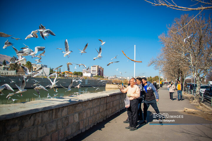 پرندگان مهاجر میهمان این روزهای شیراز
