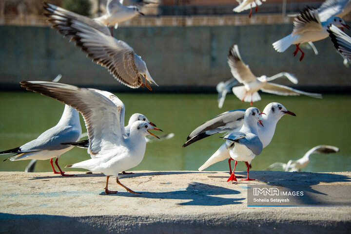 پرندگان مهاجر میهمان این روزهای شیراز
