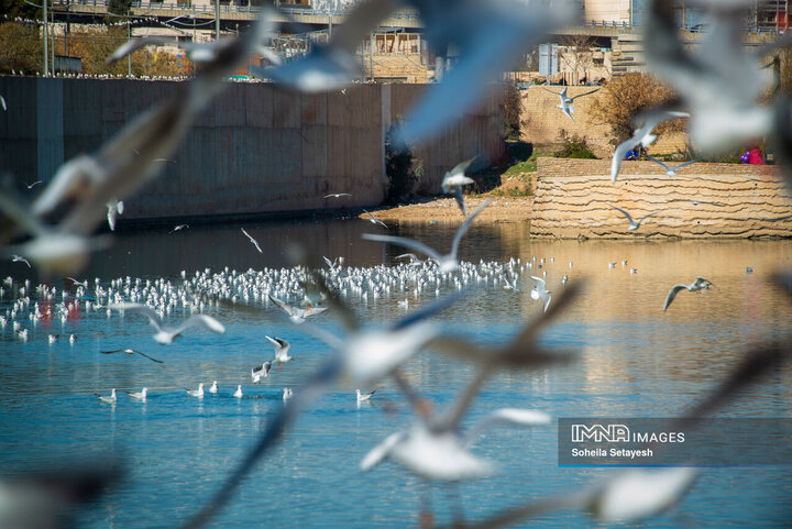پرندگان مهاجر میهمان این روزهای شیراز