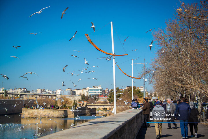 پرندگان مهاجر میهمان این روزهای شیراز