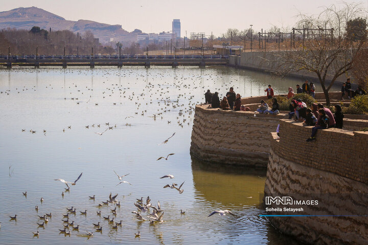 پرندگان مهاجر میهمان این روزهای شیراز