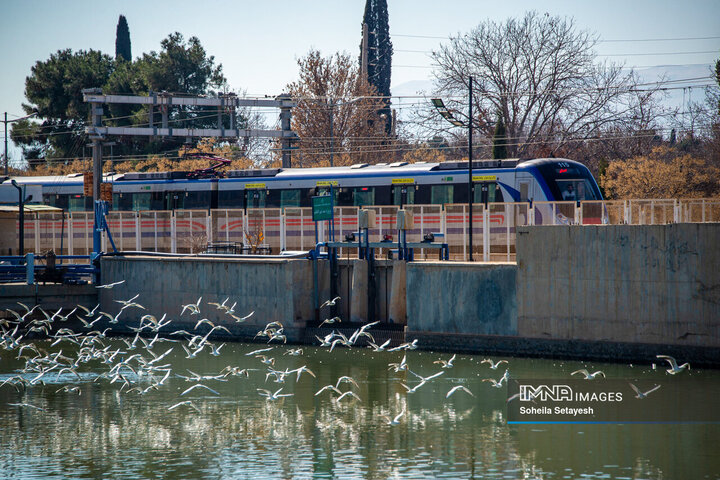 پرندگان مهاجر میهمان این روزهای شیراز