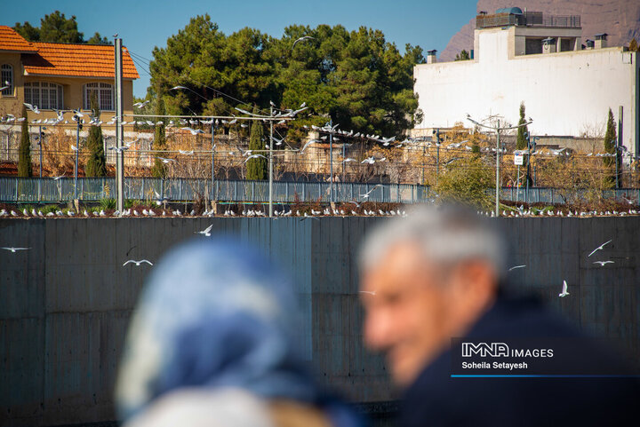 پرندگان مهاجر میهمان این روزهای شیراز