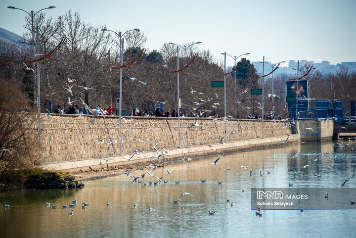 پرندگان مهاجر میهمان این روزهای شیراز