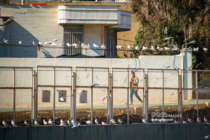 پرندگان مهاجر میهمان این روزهای شیراز