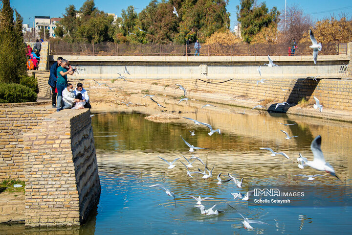 پرندگان مهاجر میهمان این روزهای شیراز