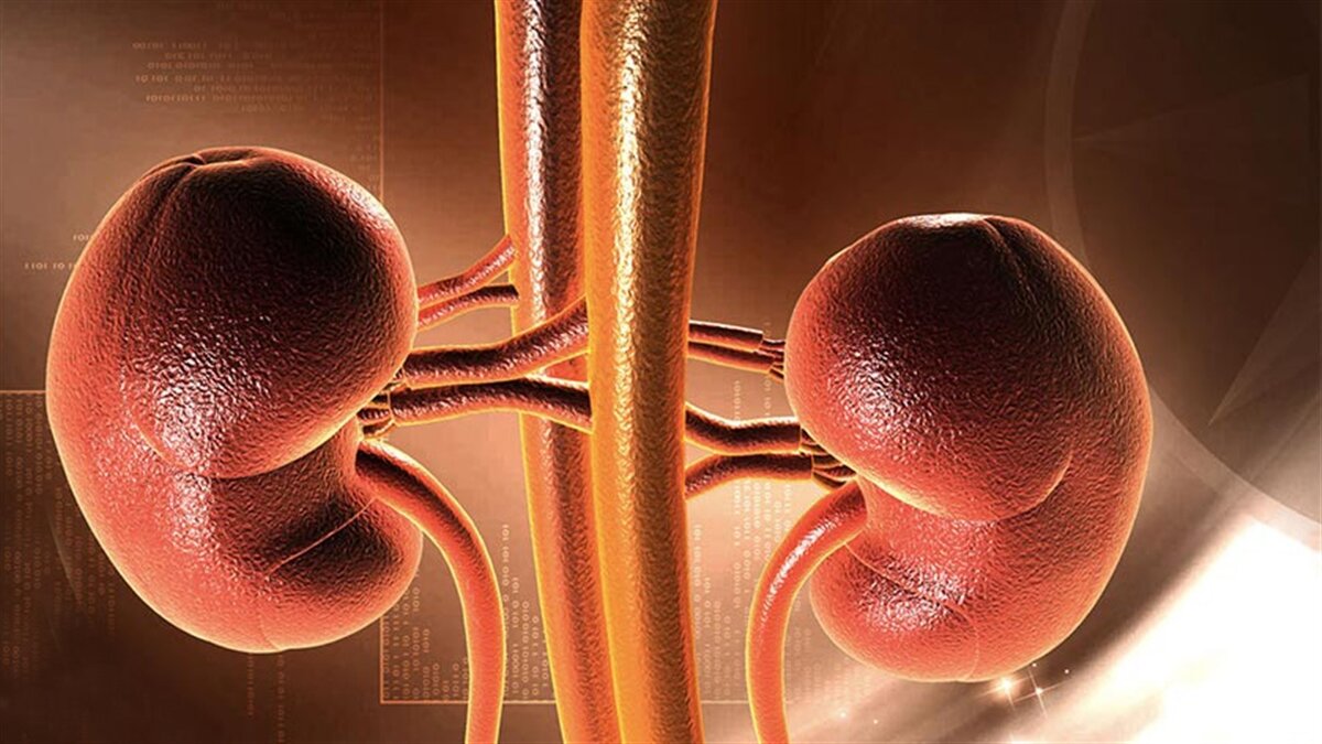 علت اختلال در عملکرد کلیهها چیست؟