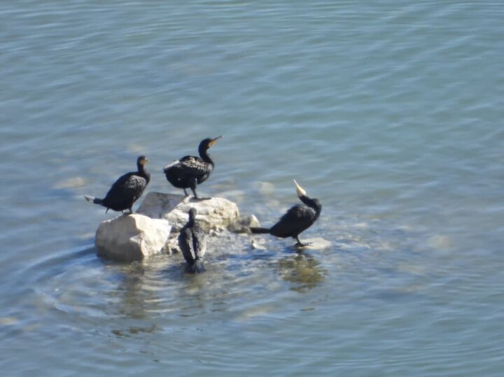 سرشماری پرندگان مهاجر آبزی و کنار آبزی در لرستان