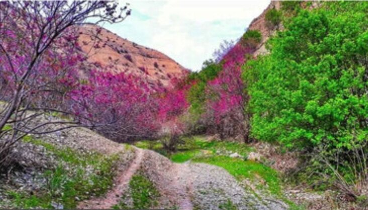 پاکسازی نخاله‌های ساختمانی از منطقه حفاظت شده تنگه ارغوان