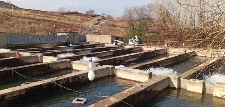 تولید سالانه ۷۰ میلیون قطعه ماهی در خوزستان