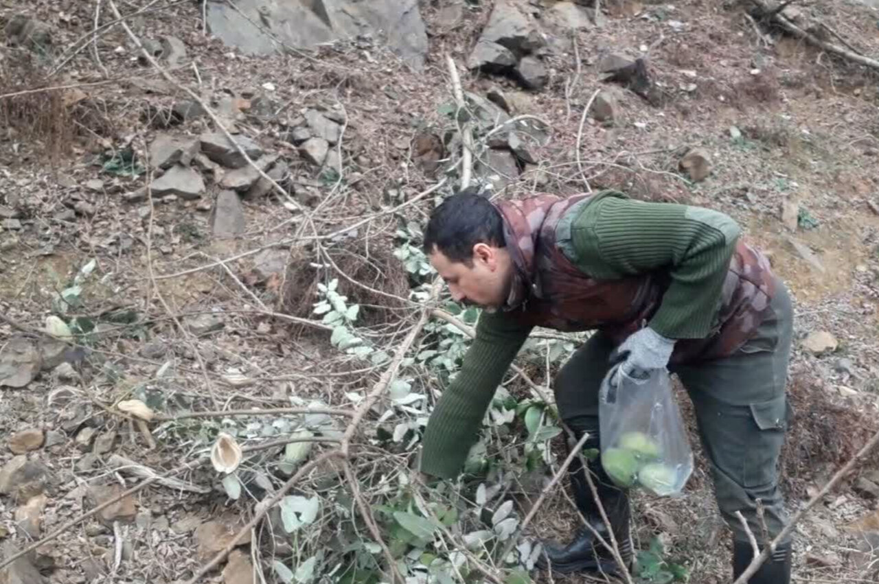 پاکسازی ۱ هکتار از جنگلهای رودبار از گونه مهاجم آروجیا + تصاویر