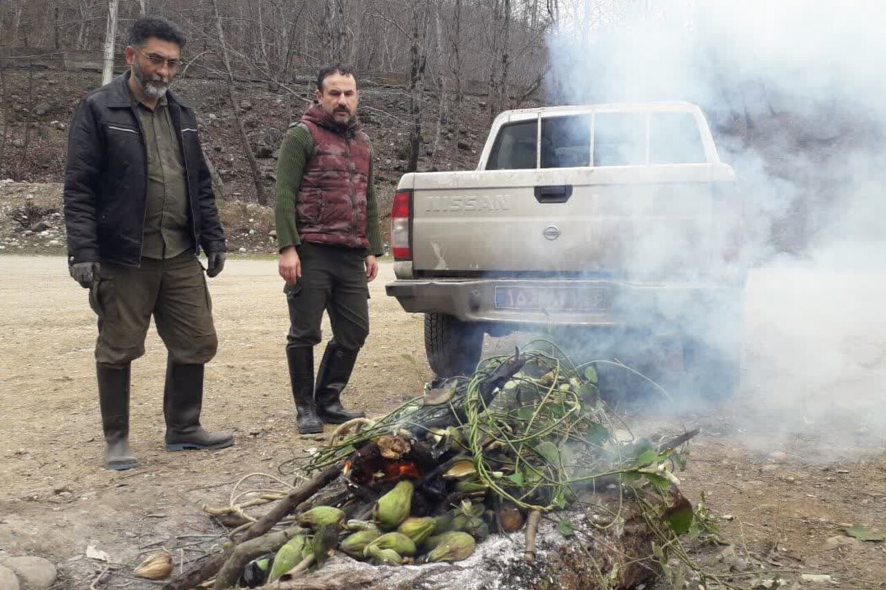 پاکسازی ۱ هکتار از جنگلهای رودبار از گونه مهاجم آروجیا + تصاویر