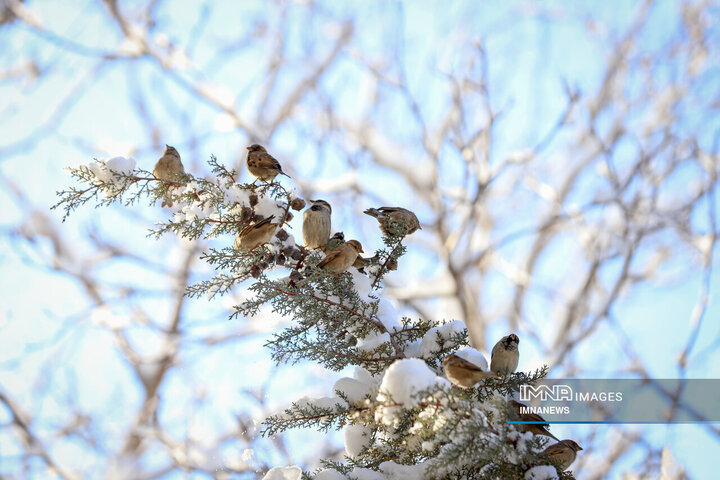 رخت سپید برف بر تن همدان