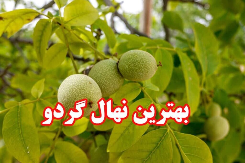 بهترین-نهال-گردو1