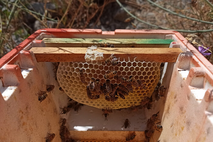 پژواک تلاش در دامنههای پرگل/ پرورش زنبور عسل با طعم عشق و اراده