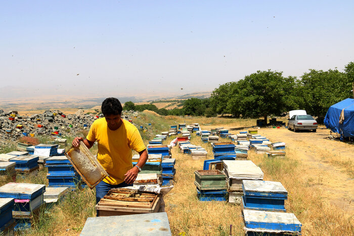 پژواک تلاش در دامنههای پرگل/ پرورش زنبور عسل با طعم عشق و اراده