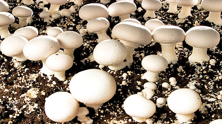 تولید قارچ در ایران؛ از کشت سنتی تا فناوریهای نوین