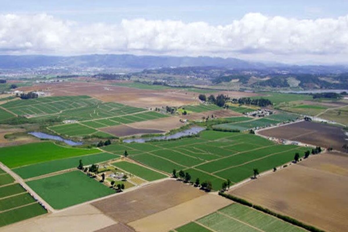 الگوی کشت؛ راه نجات دشت زرخیز از فرونشست