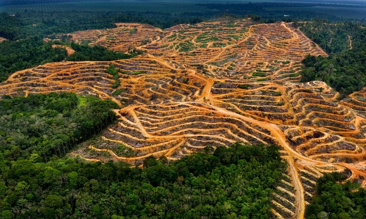 هر ۱۸ دقیقه معادل ۱۸ زمین فوتبال از جنگل‌ها از بین می‌رود