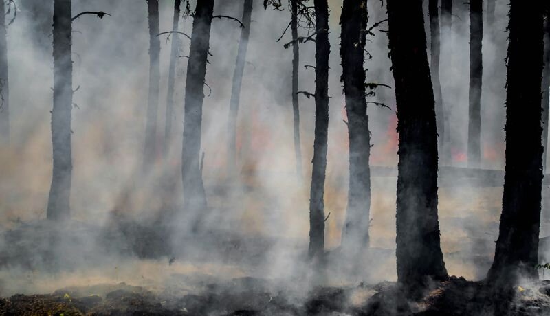 جنگل‌هازدایی؛ تهدید آینده بشر