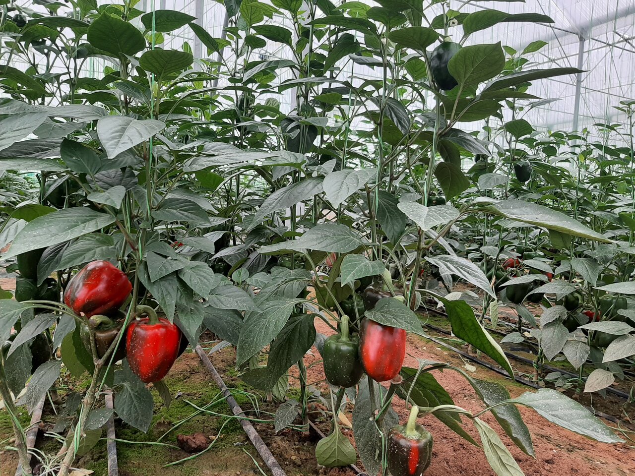 نخستین گلخانه یکپارچه ۴ هکتاری در یزد افتتاح شد