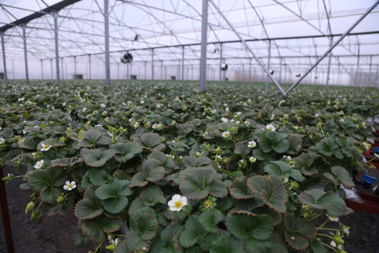 از تولید تا تامین زیرساخت، راه ناتمام گلخانههای کردکوی