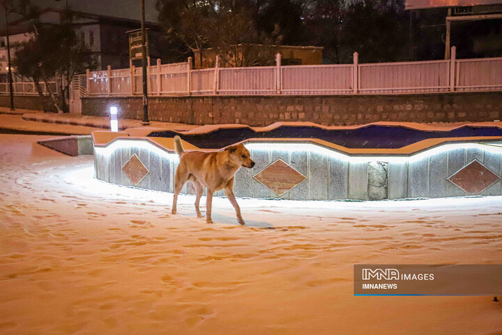 بارش برف در کردستان