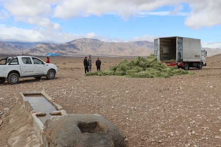 توزیع نخستین محموله علوفه برای حمایت از گور ایرانی در پارک ملی قطرویه