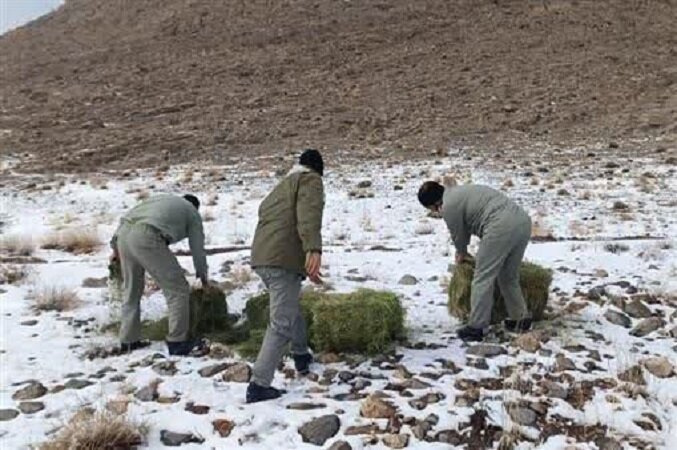 علوفه‌رسانی به حیات وحش در پارک ملی هفتاد قله