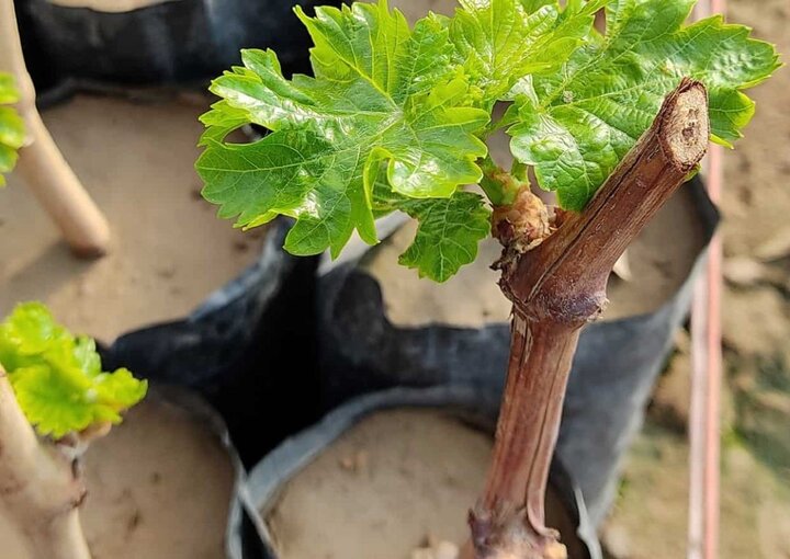 کرمانشاه با اجرای پویش‌های درختکاری سبزتر می‌شود