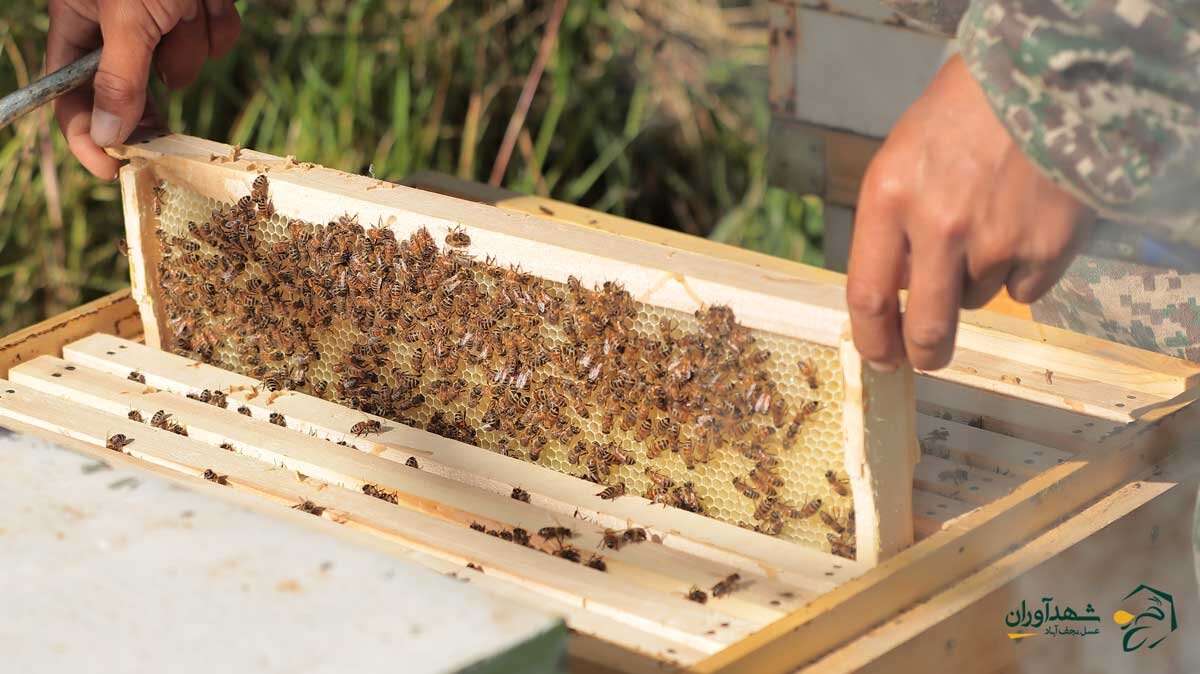 تولید عسل عمده در شهدآوران عسل نجف آباد