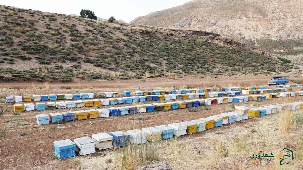 زنبورستان های تحت نظارت شرکت شهدآوران