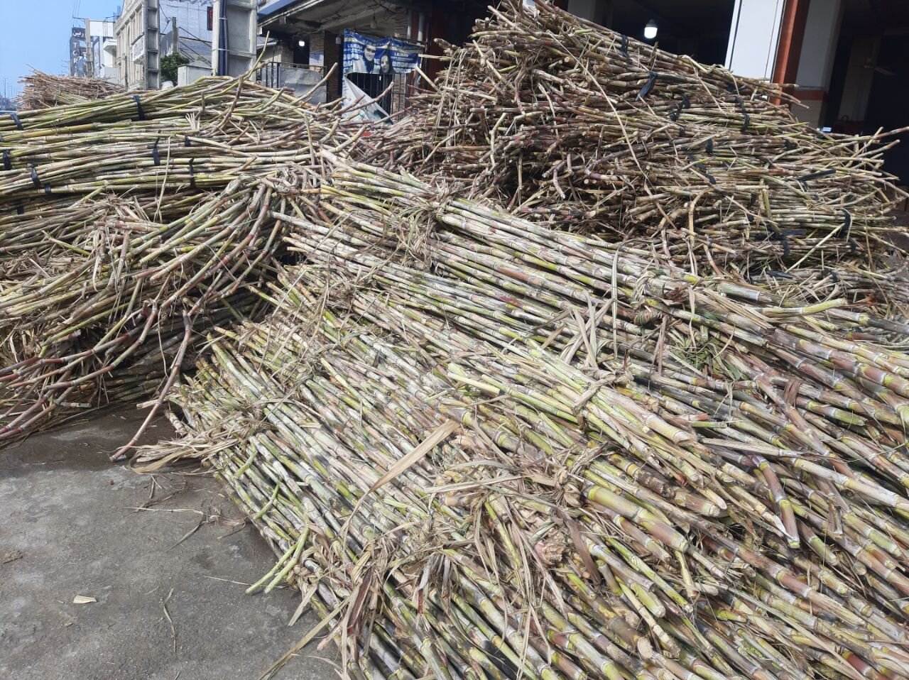 کام شیرین با لَلِه شیرین/ از شکر قرمز مازندرانیها چه میدانید؟