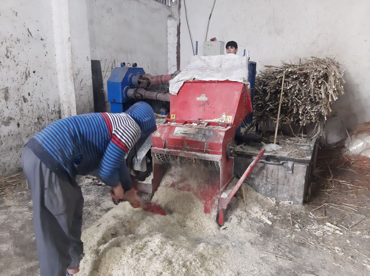 کام شیرین با لَلِه شیرین/ از شکر قرمز مازندرانیها چه میدانید؟