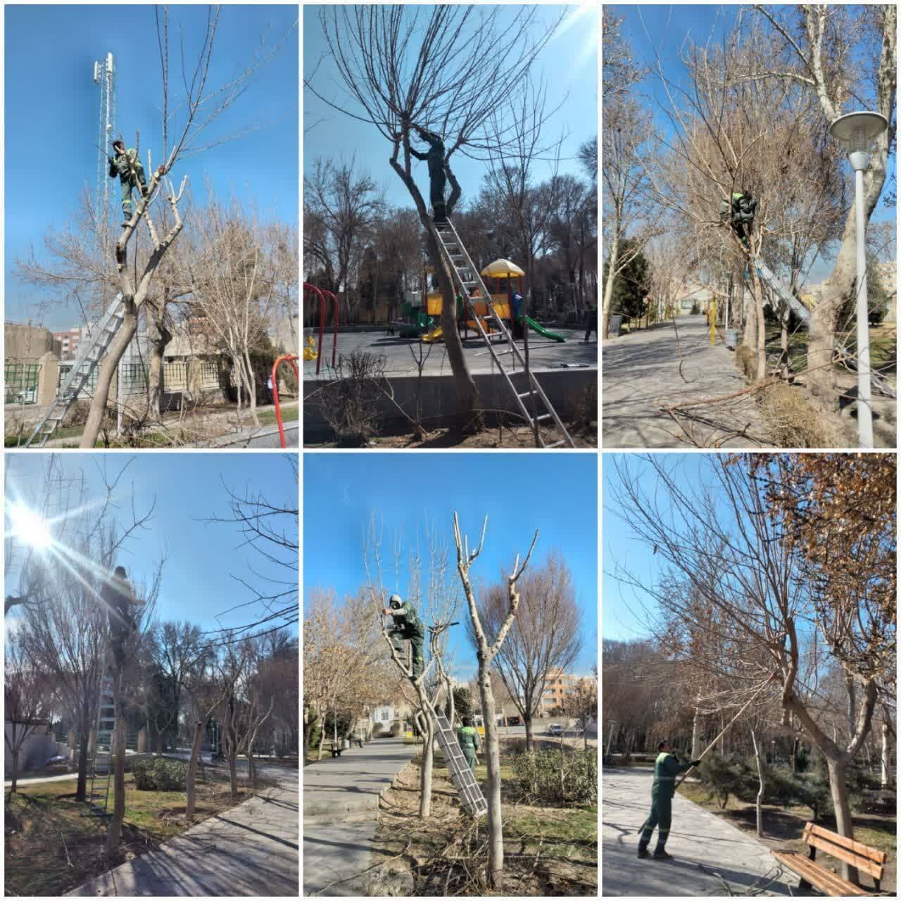 اجرای هرس زمستانه و بهسازی فضای سبز در منطقه ۷ اصفهان
