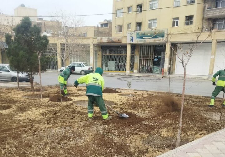 اجرای هرس زمستانه و بهسازی فضای سبز در منطقه ۷ اصفهان