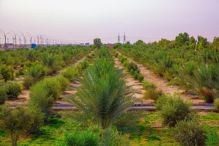 توسعه کمربند سبز کرمان با اجرای طرح جدید جنگل‌کاری در پردیسان قائم(ع)