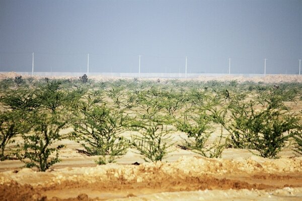 کمربند سبز اهواز؛ امیدی برای آیندهای پایدار