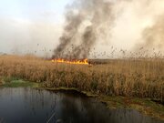 ۹۵ درصد از حریق تالاب گندمان مهار شد