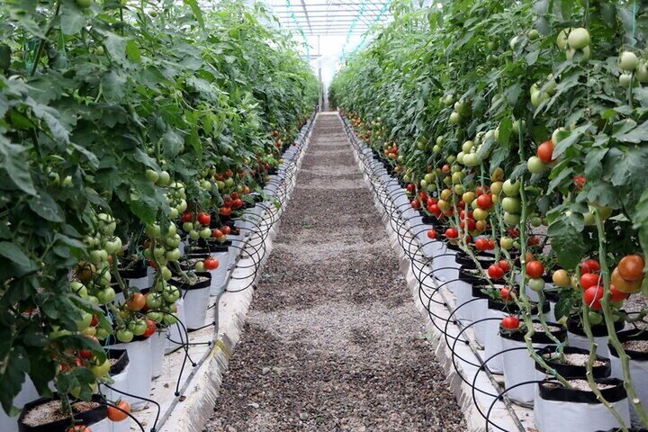 گلخانه مدرن شهرداری زنجان در پارک گلستان راه‌اندازی می‌شود