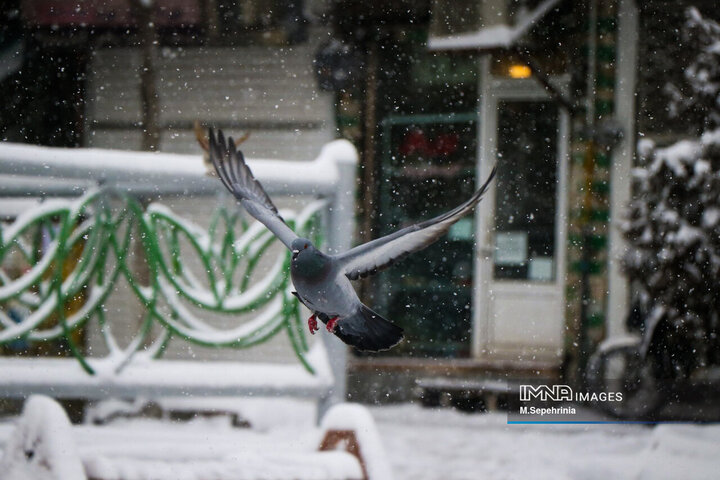 بارش برف در تبریز