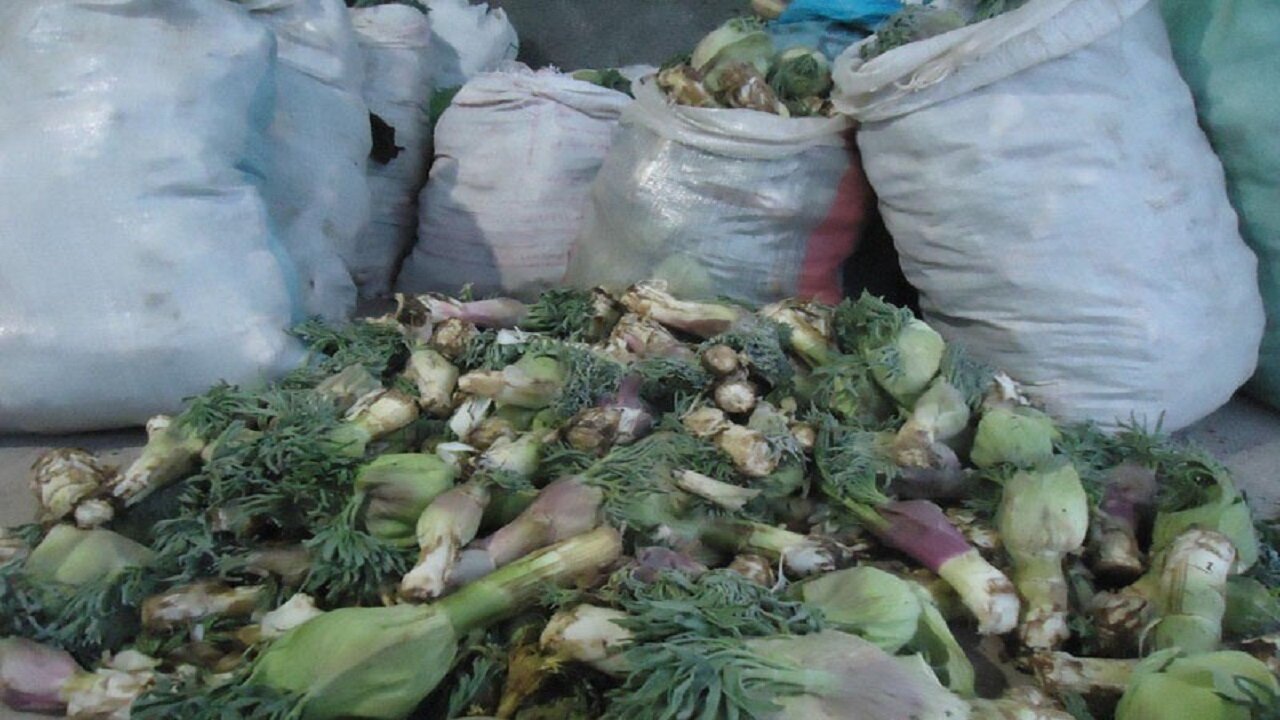 کما؛ میراث طبیعی خراسان جنوبی