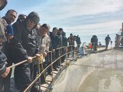 برای رهایی خلیج گرگان از بحران چه راهکارهایی اندیشیده شده است؟