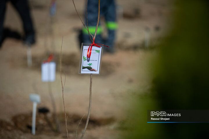 آیین کاشت خانوادگی درخت در آرامستان باغ رضوان