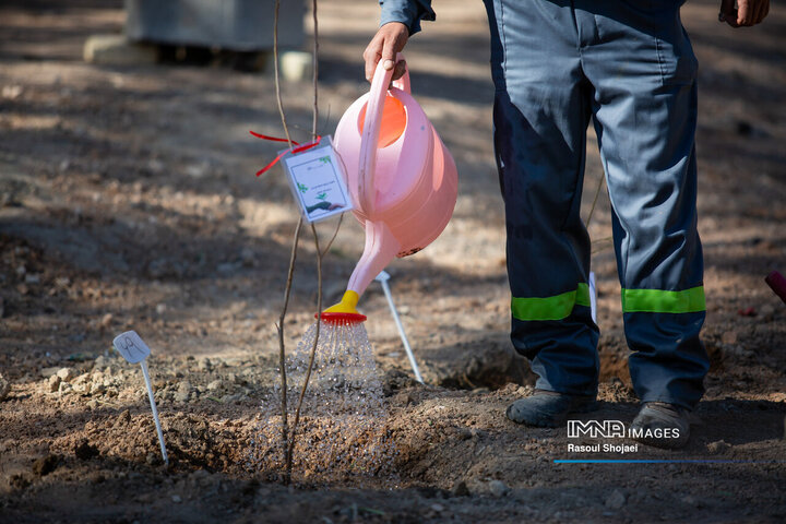آیین کاشت خانوادگی درخت در آرامستان باغ رضوان